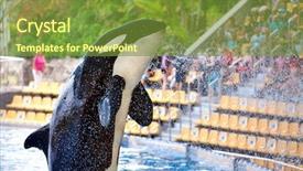  Presentation with killer whale - Cool new PPT theme with captivating - killer whale in loro parque backdrop and a tawny brown colored foreground