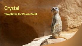  Presentation with zoo - Slide deck enhanced with captivating - meerkat in a zoo animal background and a tawny brown colored foreground
