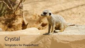  Presentation with zoo - Amazing PPT theme having captivating - meerkat in a zoo animal backdrop and a yellow colored foreground