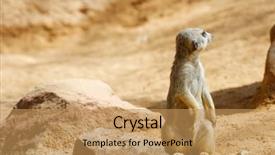  Presentation with zoo animal cartoon - Presentation with captivating - meerkat in a zoo animal background and a coral colored foreground