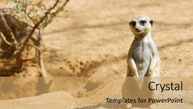  Presentation with zoo animal cartoon - Audience pleasing presentation theme consisting of captivating - meerkat in a zoo animal backdrop and a yellow colored foreground