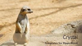  Presentation with zoo animal cartoon - Audience pleasing PPT layouts consisting of captivating - meerkat in a zoo animal backdrop and a coral colored foreground