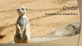  Presentation with zoo - Audience pleasing slide deck consisting of captivating - meerkat in a zoo animal backdrop and a coral colored foreground