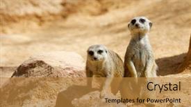  Presentation with zoo animal cartoon - PPT theme featuring captivating - meerkat in a zoo animal background and a gold colored foreground