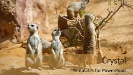  Presentation with zoo - Audience pleasing PPT theme consisting of captivating - meerkat in a zoo animal backdrop and a gold colored foreground