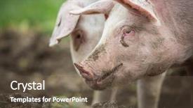  Presentation with pigs - Audience pleasing slides consisting of captivating - pigs eating on a meadow backdrop and a tawny brown colored foreground