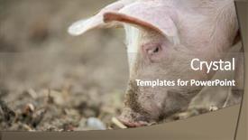  Presentation with pigs - Theme having captivating - pigs eating on a meadow background and a gray colored foreground