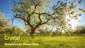  Presentation with tree spring flowers apple flowers - PPT layouts with captivating ornamental garden with blooming background and a  colored foreground