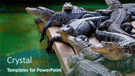  Presentation with powerful - Slides enhanced with captive-alligators-in-united-states background and a ocean colored foreground