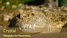 Presentation with states - Slide set featuring captive-alligators-in-united-states background and a tawny brown colored foreground