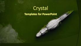  Presentation with powerful - Slide set enhanced with captive-alligators-in-united-states background and a tawny brown colored foreground