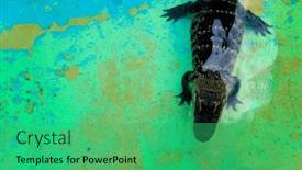  Presentation with powerful - Slide deck consisting of captive-alligators-in-united-states background and a ocean colored foreground