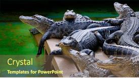  Presentation with united states - Slides enhanced with captive-alligators-in-united-states background and a violet colored foreground