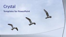  Presentation with shots - PPT layouts consisting of captured in three shots - albatros background and a  colored foreground