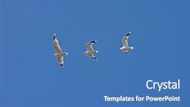  Presentation with shots - PPT theme consisting of captured in three shots - albatros background and a  colored foreground