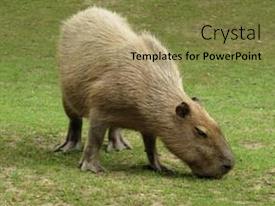 Capybara Presentation Capybara Capibara Largest Rodent PPT template 72 | CrystalGraphics