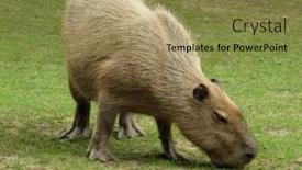 Presentation with rodent - Beautiful PPT theme featuring capybara-capibara-largest-rodent backdrop and a gold colored foreground