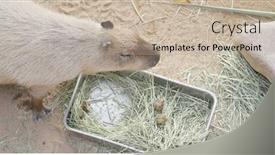  Presentation with zoo - Slide deck featuring capybara eating grass in zoo background and a mint green colored foreground
