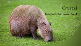  Presentation with grazing - Audience pleasing PPT theme consisting of capybara-hydrochoerus-hydrochaeris-grazing backdrop and a seafoam green colored foreground
