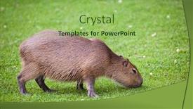  Presentation with grazing - Cool new presentation theme with capybara hydrochoerus hydrochaeris grazing on fresh green grass backdrop and a yellow colored foreground