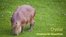  Presentation with grazing - Colorful slides enhanced with capybara-hydrochoerus-hydrochaeris-grazing backdrop and a tawny brown colored foreground