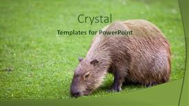  Presentation with grazing - Audience pleasing presentation theme consisting of capybara hydrochoerus hydrochaeris grazing on fresh green grass backdrop and a seafoam green colored foreground