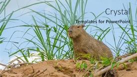  Presentation with bolivia tourism - Presentation theme consisting of capybara in bolivia background and a light blue colored foreground