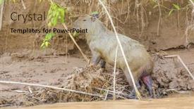  Presentation with bolivia tourism - Amazing slides having capybara-in-bolivia backdrop and a coral colored foreground