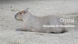  Presentation with rodent - Amazing slides having capybara-kapibara-hydrochoerus-hydrochaeris backdrop and a gray colored foreground