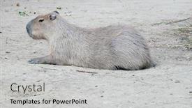  Presentation with rodent - Theme having capybara-kapibara-hydrochoerus-hydrochaeris background and a light gray colored foreground