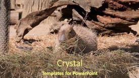  Presentation with rodent - PPT theme with capybara-kapibara-hydrochoerus-hydrochaeris background and a tawny brown colored foreground