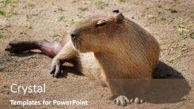  Presentation with sand - Slides having capybara-lying-on-a-sand background and a coral colored foreground