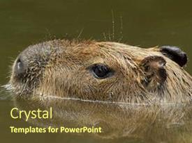 Capybara Presentation Premium Template for PowerPoint & Google Slides (jiojuhnlh)