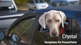  Presentation with car parking lot - PPT theme having dog looking out of car background and a dark gray colored foreground