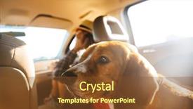  Presentation with straw - Theme consisting of car with her brown pedigree background and a tawny brown colored foreground