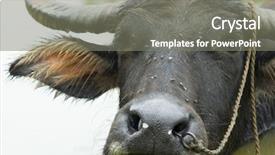  Presentation with agriculture irrigation water rights - Slide set with carabao - water buffalo in the water background and a  colored foreground