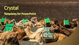  Presentation with caravan - Audience pleasing slide deck consisting of caravan of camels backdrop and a tawny brown colored foreground