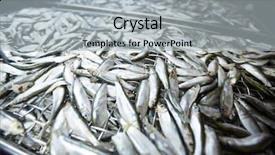  Presentation with iron - Theme featuring carcass - heap of fresh raw anchovies background and a light gray colored foreground