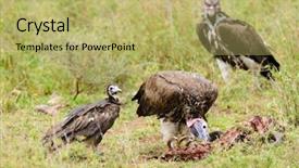  Presentation with challenges faced by early strat ups - PPT theme consisting of lappet-faced vultures torgos tracheliotos background and a yellow colored foreground