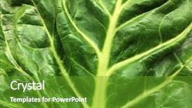  Presentation with swiss chard - Colorful slide deck enhanced with carcinogenic - very nice close up backdrop and a tawny brown colored foreground