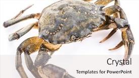  Presentation with edible crab - PPT theme having carcinus maenas -edible alive crab background and a light gray colored foreground