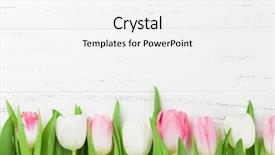  Presentation with happy birthday mama greeting card - Presentation theme having card backdrop with colorful tulip background and a  colored foreground