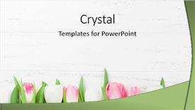  Presentation with greeting card - PPT layouts consisting of card backdrop with colorful tulip background and a  colored foreground