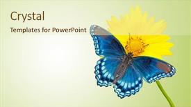  Presentation with blue green future tech business - Amazing PPT theme having card design with blue butterfly backdrop and a cream colored foreground