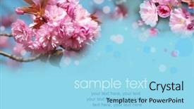  Presentation with japanese cherry blossom - Presentation theme enhanced with card with spring cherry blossoms background and a arctic colored foreground