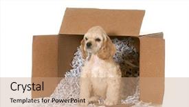  Presentation with shipping - Beautiful PPT theme featuring cardboard box with recycled paper backdrop and a coral colored foreground