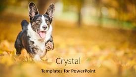  Presentation with dog park - Slide set featuring cardigan-welsh-corgi-dog background and a yellow colored foreground