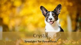  Presentation with dog park - Cool new PPT theme with cardigan-welsh-corgi-dog backdrop and a gold colored foreground