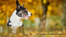  Presentation with dog park - Audience pleasing slides consisting of cardigan-welsh-corgi-dog backdrop and a gold colored foreground