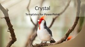  Presentation with cardinal - Colorful slide set enhanced with cardinal bird with red-crested backdrop and a soft green colored foreground